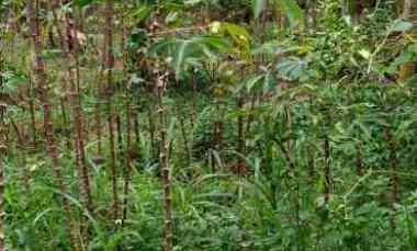 Tanah Kavling SHM 350 m2 Pabuaran Cibinong Akses Jalan Beton