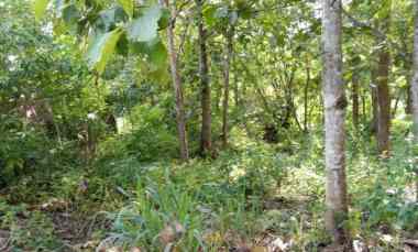 Dijual Tanah di Perumahan Puri Balecatur Asri - Akses Mobil