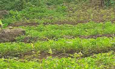 2 Ha Tanah Kebun Palawija Pohon Kayu, Desa Ciroyom, Cipeundeuy