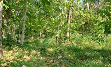 Dijual Tanah Pinggir Jalan Hotmix dekat Pantai Balian
