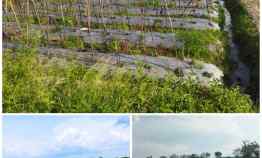 Tanah Dijual Cepat 1600m2 Polanharjo 300jt dekat Wisata Ponggok