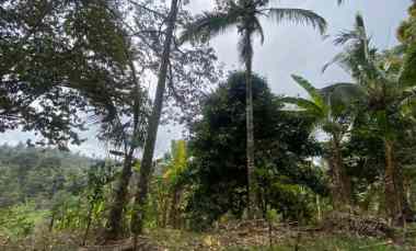 dijual tanah pupuan tabanan bali