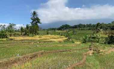 Dijual Sawah Produktif di Rando Bawa Mandirancan Kuningan