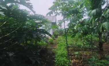 7,5 Tumbak Tanah Kebun Datar Masuk Gang Siap Bangun, Randukurung