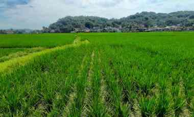 Tanah untuk Perumahan atau Permukiman di Cililin Bandung Barat
