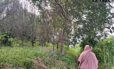 Tanah Luas Subur Murah Strategis Produktif di Bumiaji Kota Batu