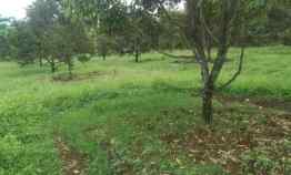 Kebun Durian DIjual 6000 meter di Pekalongan Jawa Tengah