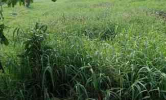 Tanah Prospektif Murah DiRorotan Cilincing Jakarta Utara