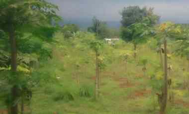 Dijual Tanah Satu Hamparan Pinggir jl Desa