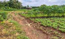 Dijual Tanah Sawah 2100m Kedawung Sragen