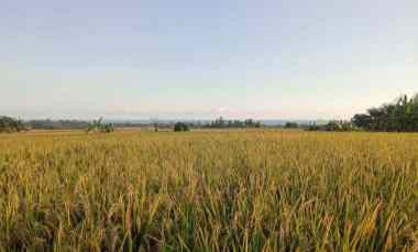 Tanah Dijual di Desa cekik, kec selemadeg Tabanan bali