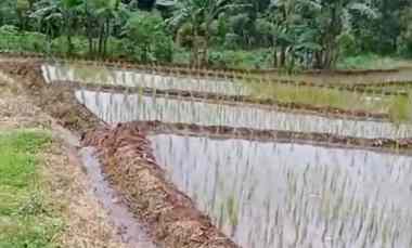 Dijual Tanah Sawah Produktif