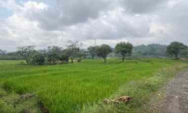 Dijual Tanah Sawah Produktif