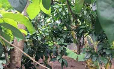 Tanah Murah SHM Cocok untuk Investasi Kontrakan/Kostan di Sawangan