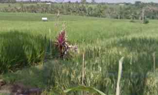 Tanah Dijual di Selemadeg Timur, Tabanan, Bali