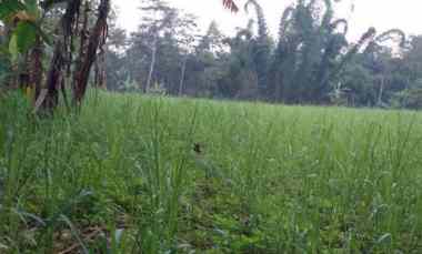 Dijual Tanah Singosari Murah Akses Mobil