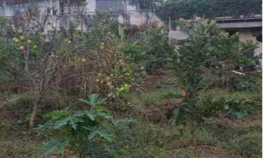 BU Kebun Subur untuk Sayur dan Buah Lokasi Mudah Dijangkau di Kota Batu
