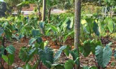 Dijual Tanah Strategis, Invest, Usaha dll