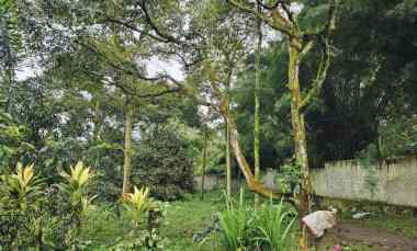 Jual Kebun Durian sudah Berbuah di Bogor 30 menit Stasiun Bogor