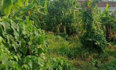 Dijual 9,5 are, jl. Tangkuban Perahu Gg. Vigar Padangsambian Klod Dpsr