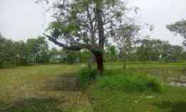 Tanah Darat Kebun Mangga Jambu Kristal di Tempuran Karawang