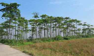 Dijual Tanah Strategis dekat Pintu Tol Karawang Barat 1 P1228