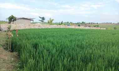 Tanah Dijual di Tibubiu, Tabanan, Bali