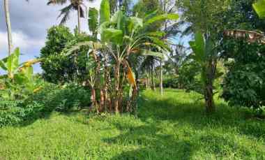 dijual tanah timpag kerambitan kab