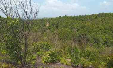Lahan Perkebunan 196,3HEKTAR,TOAPAYA ASRI, BINTAN,KEPULAUAN RIAU