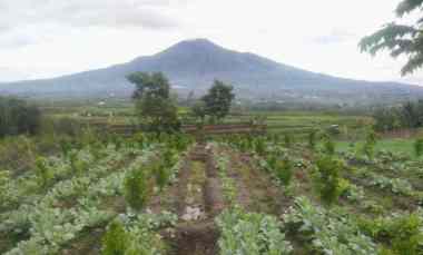 Dijual Tanah Pertanian Torongrejo Junrejo Batu 900 juta