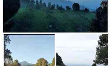 Dijual atau Take Over Perkebunan Cengkeh dan Durian di Ungaran