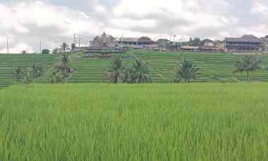 Tanah Dijual di Jatiluwih, Tabanan, Bali