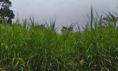 Tanah Dijual di Wanagiri, Singaraja, Bali