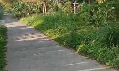 Tanah Dijual di Wanagiri, Singaraja, Bali