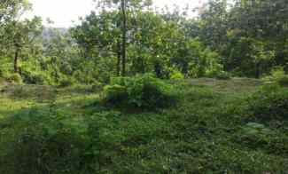 Murah Tanah Perkebunan Aktif 100 Rb-an di Wonosalam, Jombang