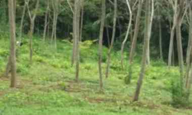 Tanah Disewakan di Dekat Cirangkong, Kec. Cibatu, Kabupaten Purwakarta, Jawa Barat Cibatu, Kab. Purwakarta, Jawa barat