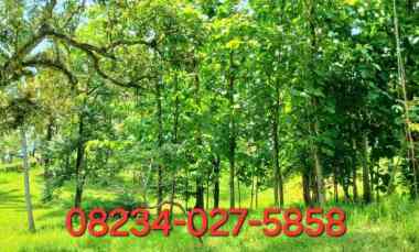 Disewakan Tanah 2500 m2 dekat Pantai Bonian Selemadeg Tabanan Bali