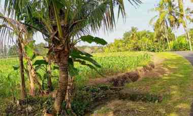 disewakan tanah selemadeg timur tabanan bali