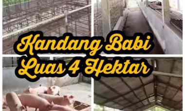 Dijual Kandang Babi 4 Ha Ijin Aktif DiJateng Harga 600rb/m2