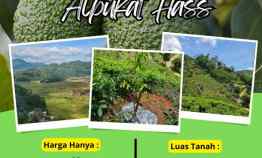 Jual Kebun Alpukat Hass di Ciwidey