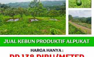 Jual Kebun Alpukat sudah Berbuah di Bandung