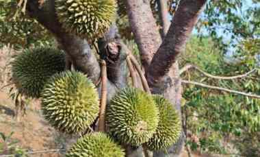 jual kebun durian mantap