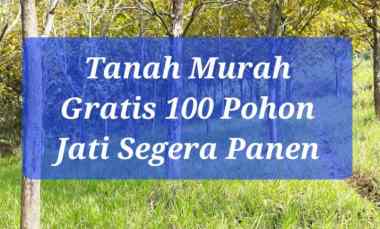 Jual Kebun Jati Segera Panen