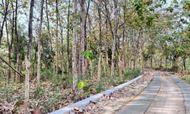 Jual Murah Kebun Jati 40rb/m Sragen, Jawa Tengah