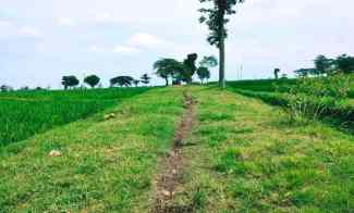 Jual Sawah Subur 3225m2 Kedawung Sragen