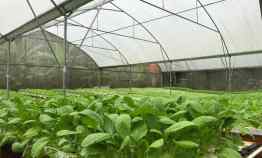 Jual Tanah Bonus Greenhouse, Rumah dan Kantor dekat BSD