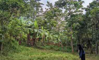 Jual Tanah Kavling Jonggol