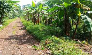 Jual Tanah Kebun Lokasi Strategis Pinggir jl Desa