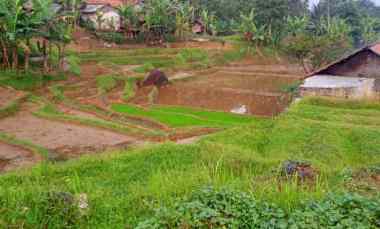 Jual Tanah Kebun Ples Sawah