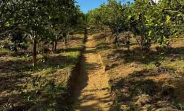 jual tanah kebun sangat bagus di kintamani bangli bali